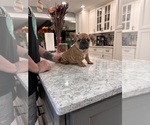 Puppy Tequila French Bulldog