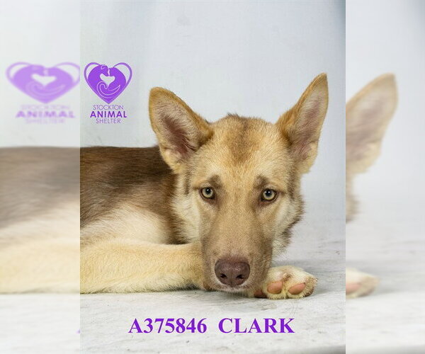 Medium Photo #2 Siberian Husky-Unknown Mix Puppy For Sale in Stockton, CA, USA