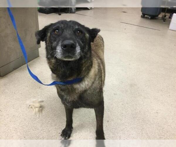 Medium Photo #1 Mutt Puppy For Sale in Riverside, CA, USA