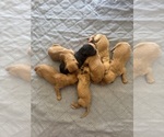 Small #1 Labradoodle
