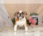 Small Photo #8 English Bulldog Puppy For Sale in WARSAW, IN, USA