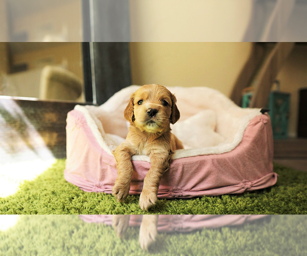 Medium Photo #2 Cocker Spaniel Puppy For Sale in FULLERTON, CA, USA