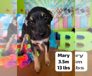 Chihuahua-Labrador Retriever Mix Dogs for adoption in Virginia Beach, VA, USA