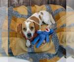 Small #2 Jackshund