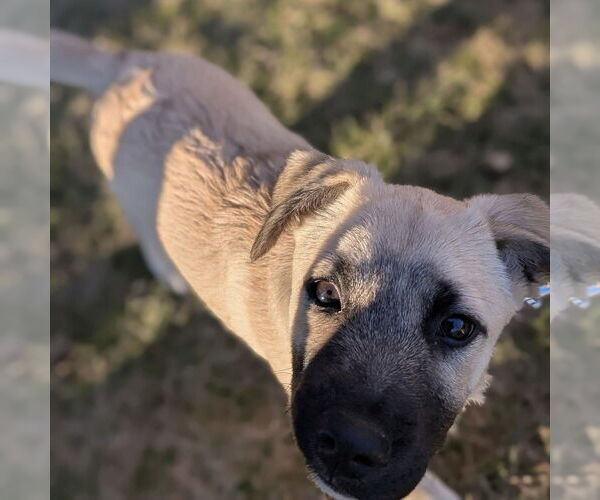 Medium Photo #7 Great Pyrenees-Unknown Mix Puppy For Sale in Oak Bluffs, MA, USA