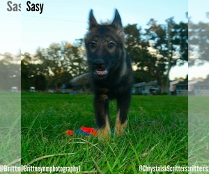 German Shepherd Dog-Siberian Husky Mix Puppy for sale in MULBERRY, FL, USA