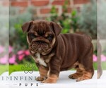 Coffee - Female English Bulldog Puppy for Sale - Photo #2