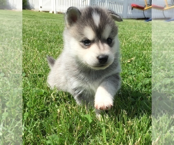 Medium Photo #4 Alaskan Klee Kai Puppy For Sale in WINCHESTER, OH, USA