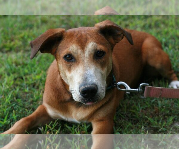 Medium Photo #2 Feist Terrier-Labrador Retriever Mix Puppy For Sale in Attalka, AL, USA
