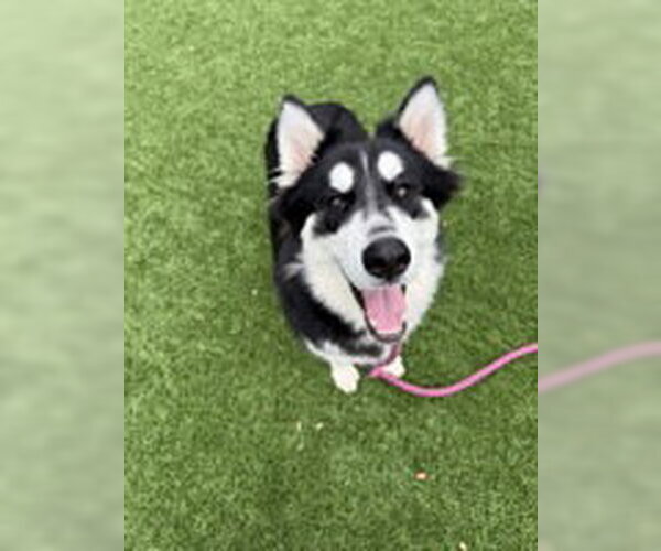 Medium Photo #1 Siberian Husky Puppy For Sale in Salinas, CA, USA