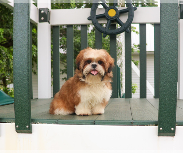 Medium Photo #3 Shih Tzu Puppy For Sale in SYRACUSE, IN, USA