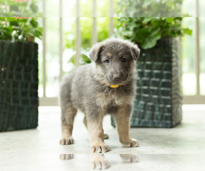 German Shepherd Dog Puppy for sale in GOSHEN, IN, USA