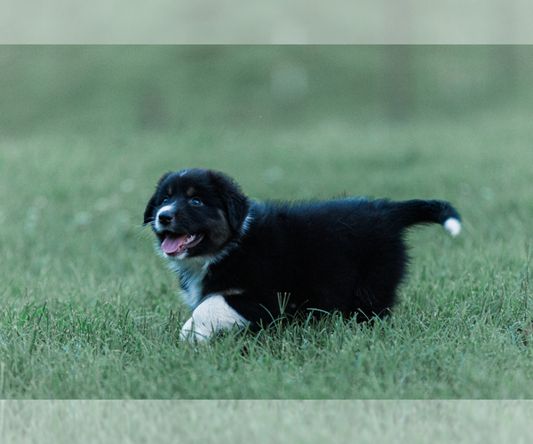 Medium Photo #21 Australian Shepherd Puppy For Sale in ARODA, VA, USA