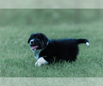 Small Photo #21 Australian Shepherd Puppy For Sale in ARODA, VA, USA