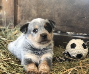Texas Heeler Puppy for sale in STRUNK, KY, USA