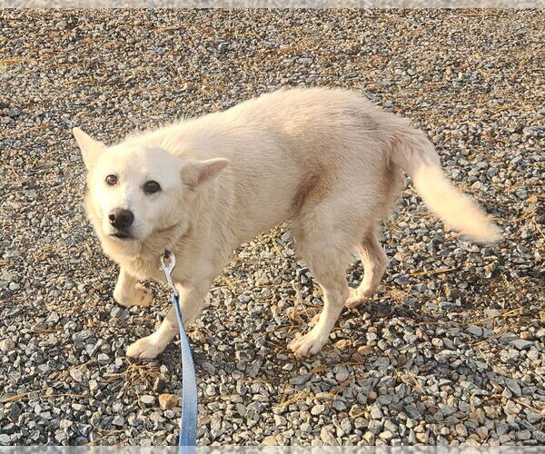 Medium Photo #1 American Eskimo Dog-Unknown Mix Puppy For Sale in Walnutport, PA, USA