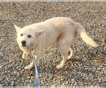 Small American Eskimo Dog Mix