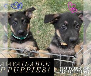 German Shepherd Dog Puppy for sale in CLARKSTON, UT, USA