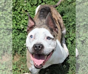 American Pit Bull Terrier-Catahoula Leopard Dog Mix Dogs for adoption in Earl, NC, USA