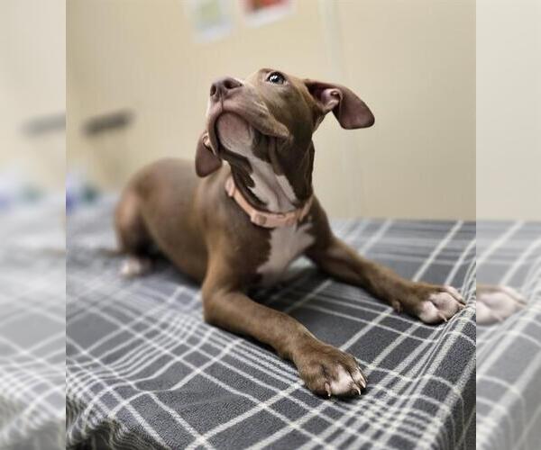 Medium Photo #1 Mutt Puppy For Sale in Center Township, PA, USA