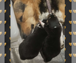Small Photo #19 Pembroke Welsh Corgi Puppy For Sale in LOGAN, NM, USA