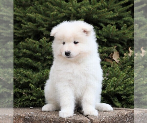 Medium Photo #2 Samoyed Puppy For Sale in FREDERICKSBG, OH, USA