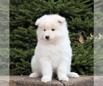 Small Photo #2 Samoyed Puppy For Sale in FREDERICKSBG, OH, USA