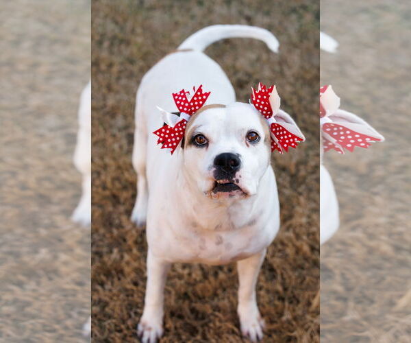 Medium Photo #19 Bullboxer Pit Puppy For Sale in McKinney, TX, USA