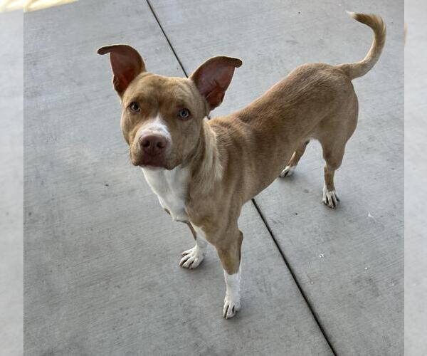 Medium Photo #1 American Pit Bull Terrier Puppy For Sale in Tracy, CA, USA