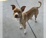 Small American Pit Bull Terrier