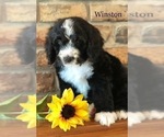 Small Photo #9 Bernedoodle Puppy For Sale in BRYANT, IA, USA