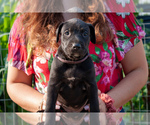 Puppy 5 Doberman Pinscher-Dogo Argentino Mix