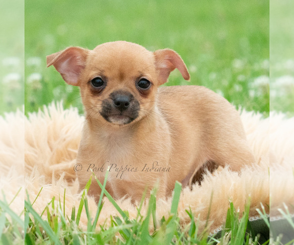 Medium Photo #3 Chihuahua Puppy For Sale in WARSAW, IN, USA