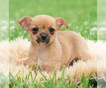 Small #2 Chihuahua