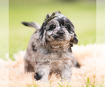 Small Photo #6 Cavapoo (Miniature) Puppy For Sale in WARSAW, IN, USA