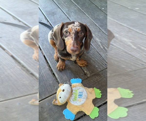 Medium Photo #1 Dachshund Puppy For Sale in MILLSTADT, IL, USA