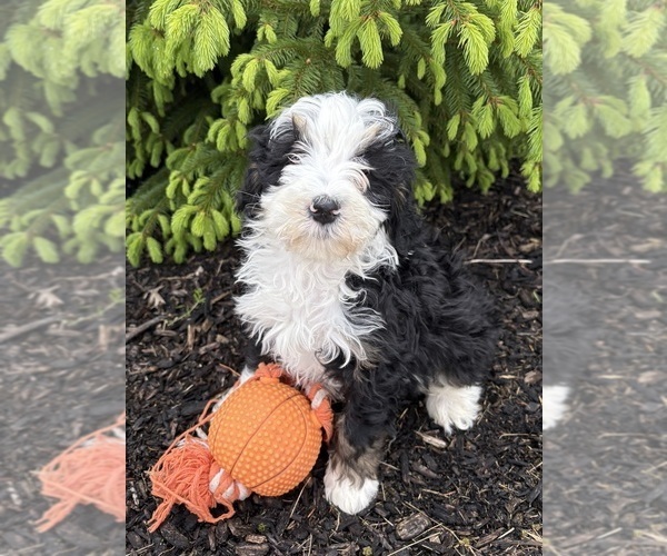 Medium Photo #1 Bernedoodle Puppy For Sale in MIDDLEBURY, IN, USA