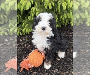 Bernedoodle Puppy for sale in MIDDLEBURY, IN, USA