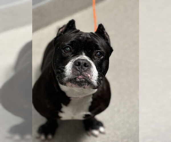 Medium Photo #1 American Pit Bull Terrier-Bulldog Mix Puppy For Sale in Las Vegas, NV, USA