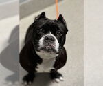 Small American Pit Bull Terrier-Bulldog Mix