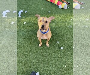 Black Mouth Cur Dogs for adoption in phoenix, AZ, USA