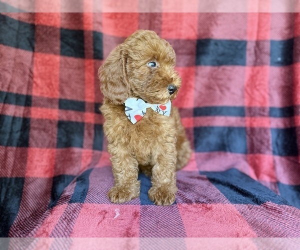 Medium Photo #7 Poodle (Miniature) Puppy For Sale in LAKELAND, FL, USA