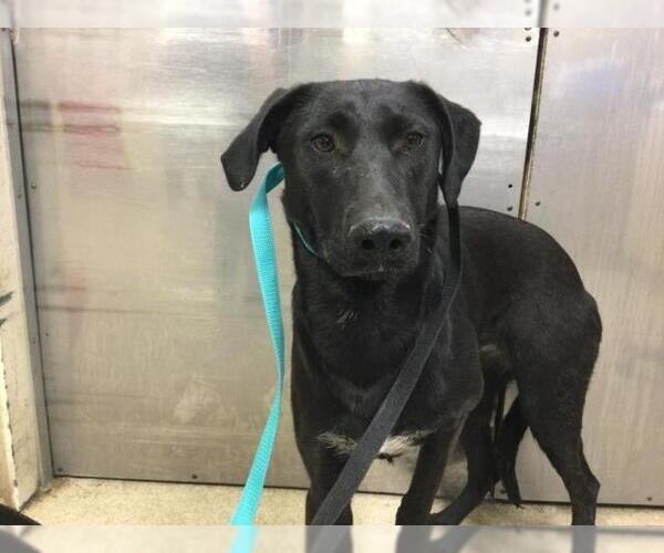 Medium Photo #1 Mutt Puppy For Sale in Riverside, CA, USA