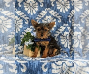 Yorkshire Terrier Puppy for sale in GLEN ROCK, PA, USA