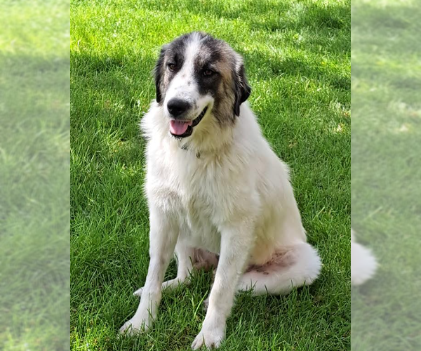 Medium Photo #1 Great Pyrenees Puppy For Sale in Brooklyn Center, MN, USA