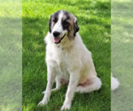Small Great Pyrenees