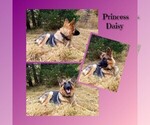 Small Photo #1 German Shepherd Dog Puppy For Sale in BROOKFIELD, MO, USA