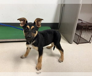 German Shepherd Dog-Unknown Mix Dogs for adoption in Corona, CA, USA