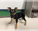 Small German Shepherd Dog Mix