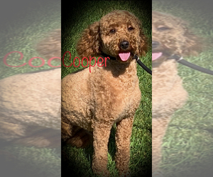Father of the Goldendoodle puppies born on 03/11/2021